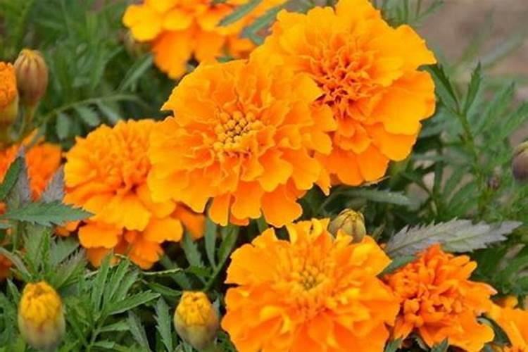 孔雀草栽培步骤