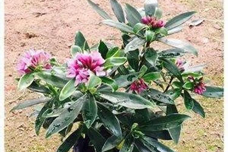瑞香花怎么养才开花