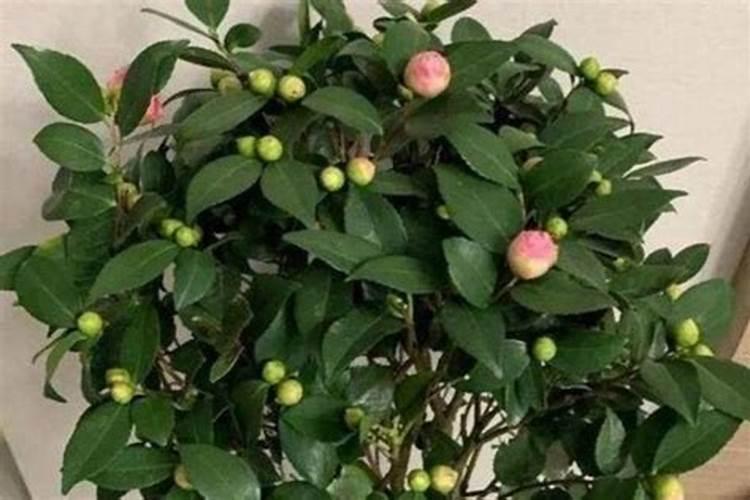 茶花怎么浇水施肥？谢谢？