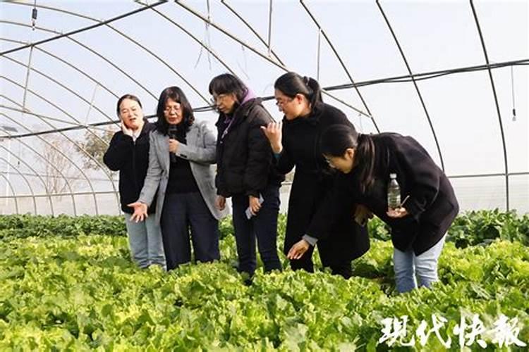 逃离高菜价,在阳台随便种点哪些菜,30天就丰收呢？