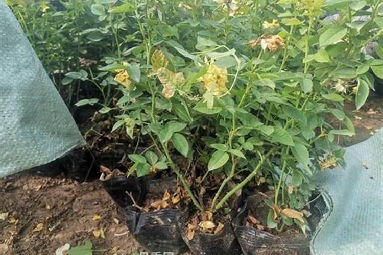 种花先什么时候用生根水