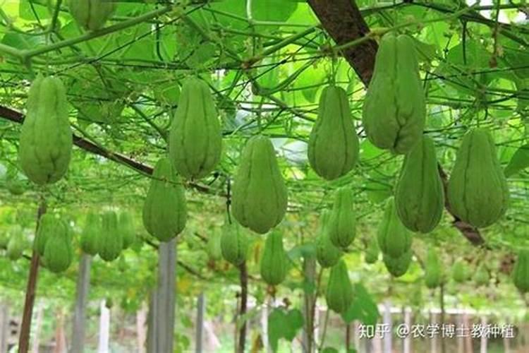 佛手瓜怎样管理可以早开花