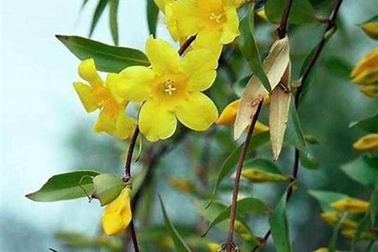 迎春花夏季怎么施肥浇水