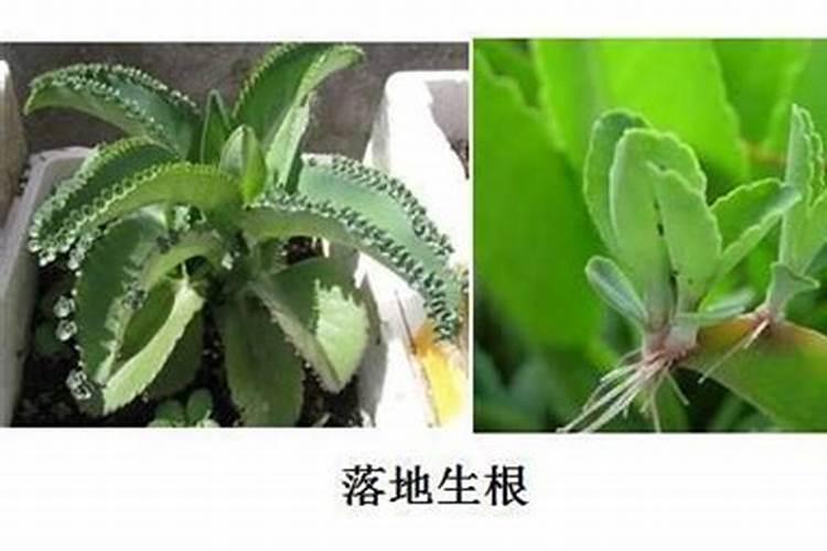板栗树用什么叶面肥好？