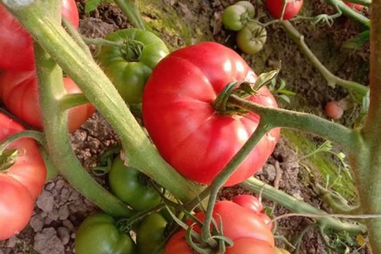 钾肥对果树能起什么作用