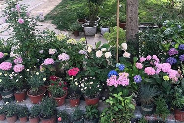绣球花变色用什么肥料