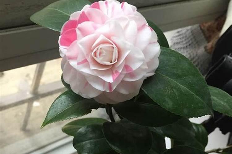 茶花施什么肥最好