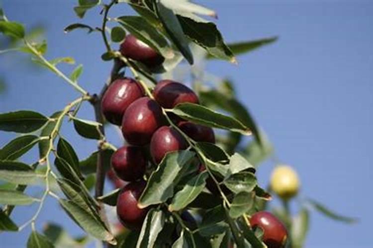 烂桔子可以做肥料吗？