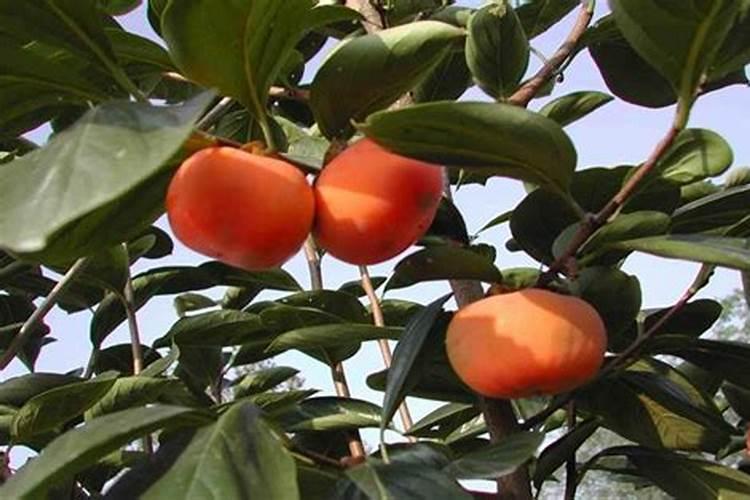 柿子树用什么肥料更好