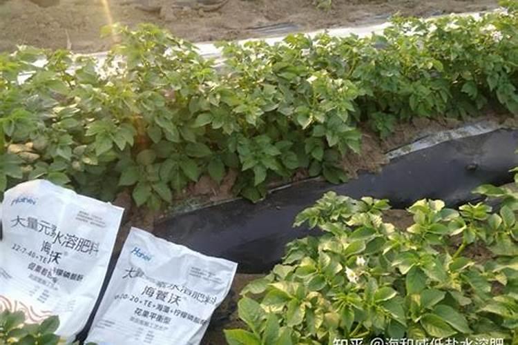 大棚芸豆用什么肥料好