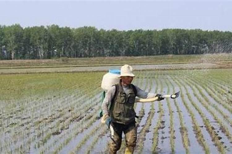 河北十大好麦种排名