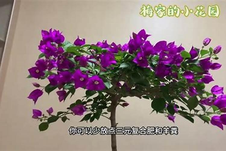 三角梅施肥过多叶子都掉了怎么办,叶子发黄一碰就掉的原因及解决方法百 ...