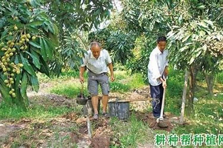 龙眼树采果后如何施肥？