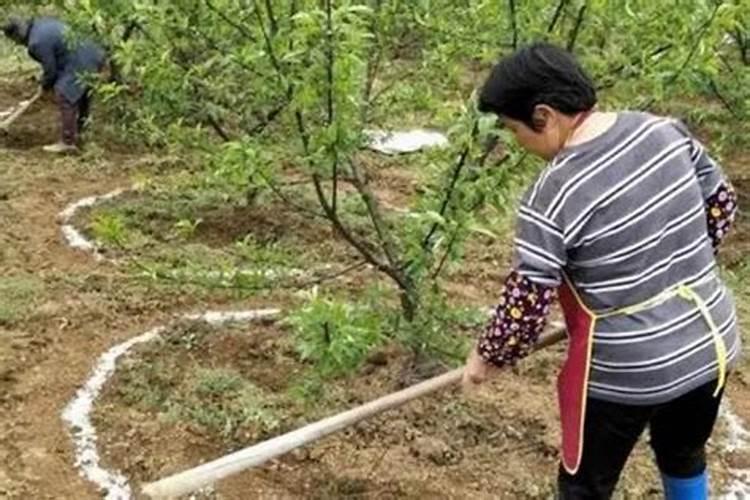 八角丝瓜为什么会苦