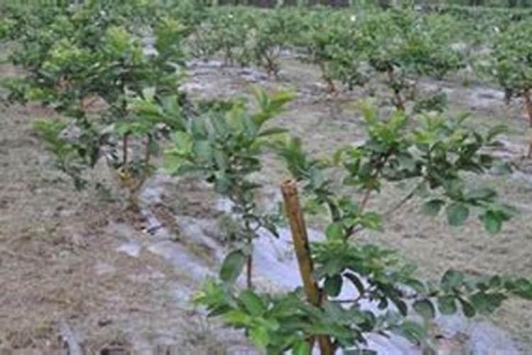 如何使石榴花盆景开花结果