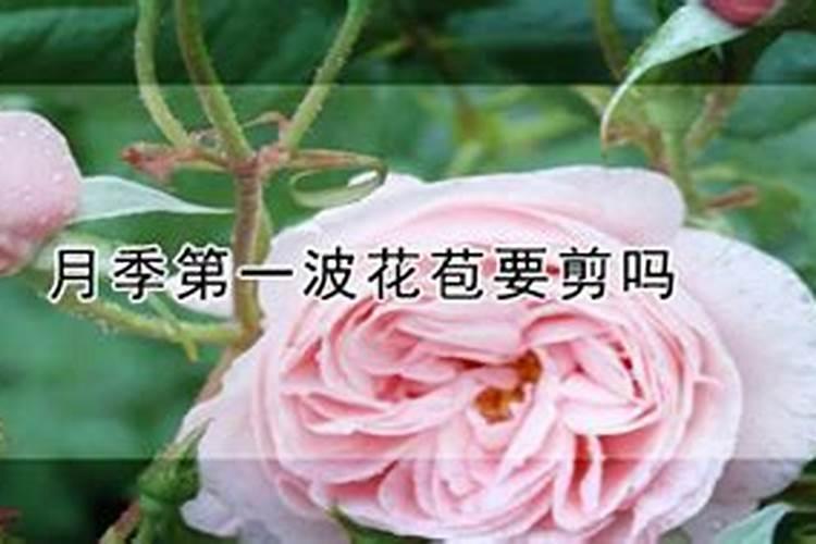 月季有花苞能施肥吗
