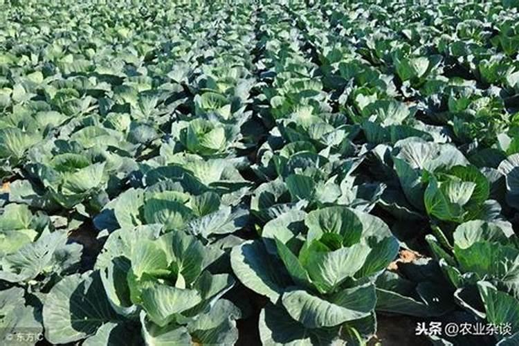 请问老师花椰菜(白松花)各生长期的施肥要领