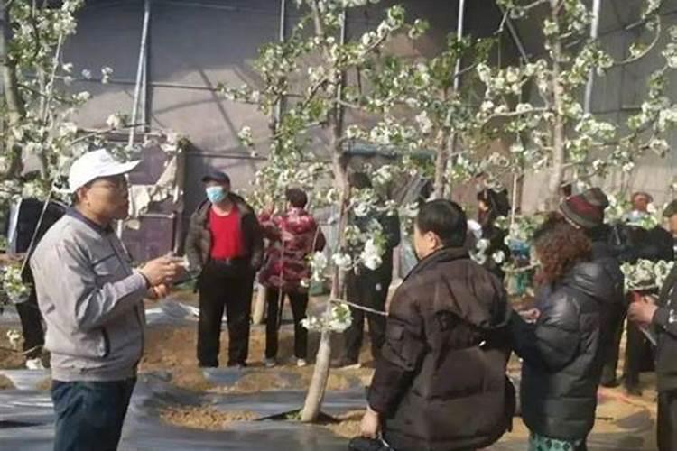 樱桃用矿源黄腐钾量？大樱桃栽植使用矿源黄腐酸钾有什么用