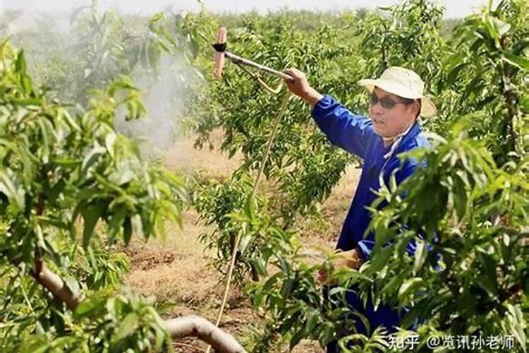 正规的果苗在哪里买