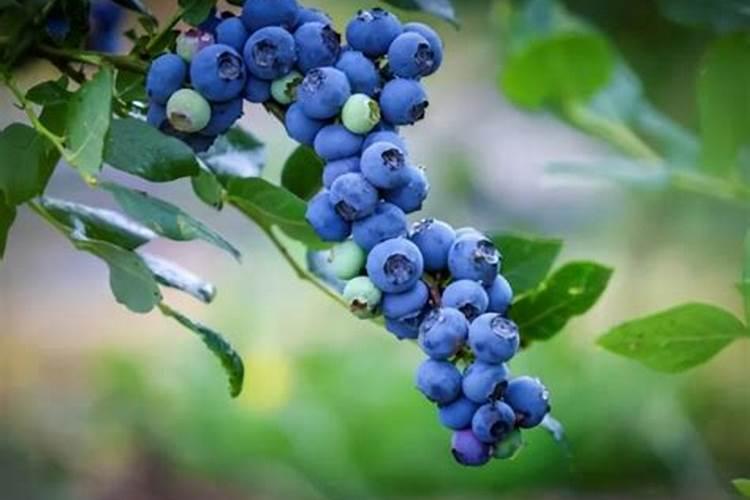 包菜是农药残留最多的蔬菜？该如何清洗？