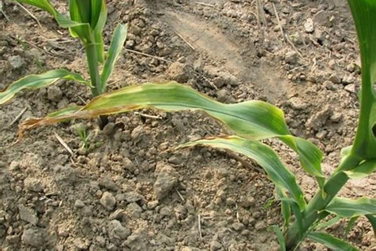 玉米地如何合理使用钾肥？