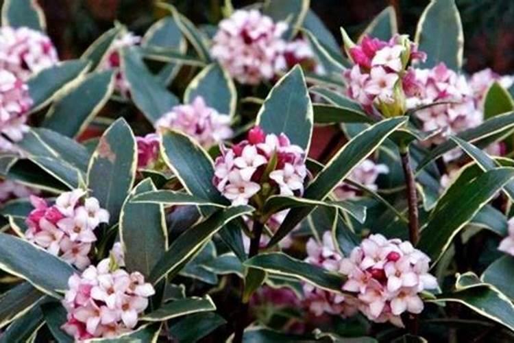 瑞香需要施什么肥