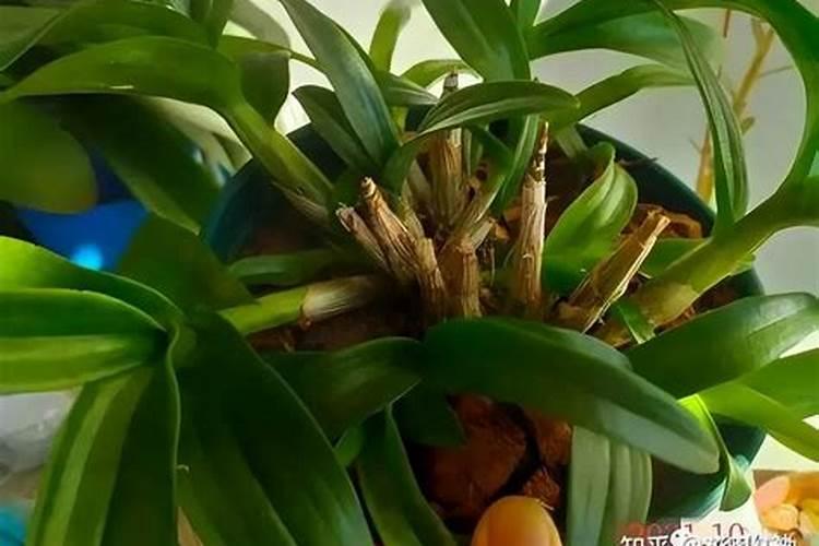 石斛种植方法用什么土