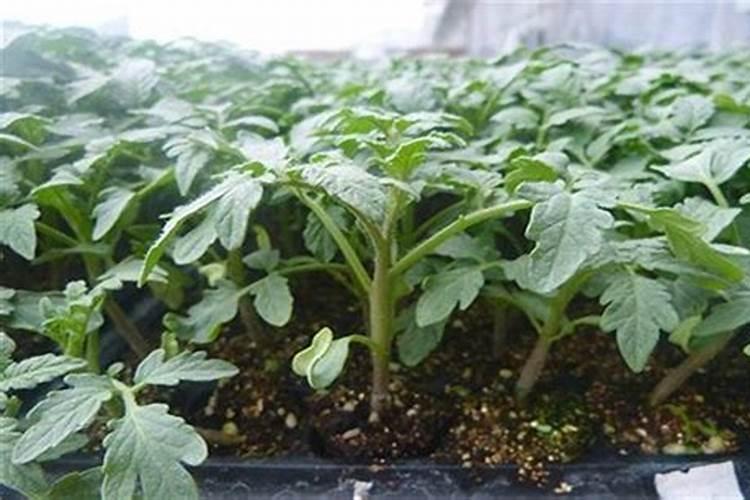 西红柿多少天施一次肥合适？