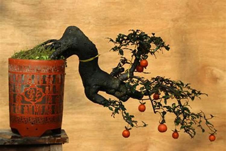 油菜硼肥的最佳使用时期和用量