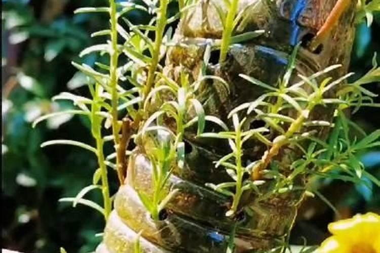 太阳花插枝多久可以施肥