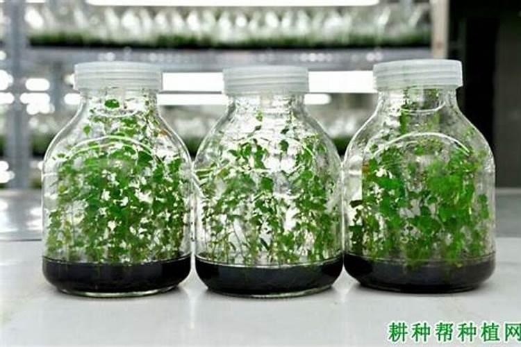 蓝莓钵苗和苔藓苗的区别