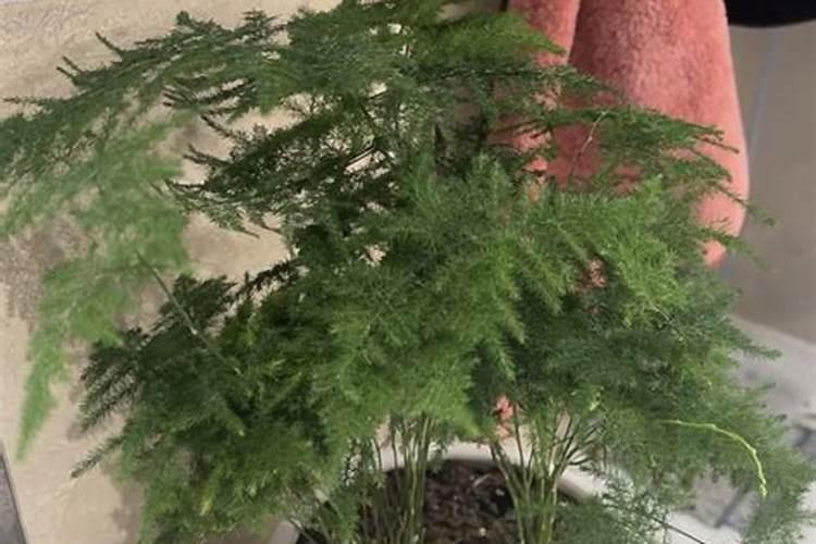 世界上十大名牌肥料排名