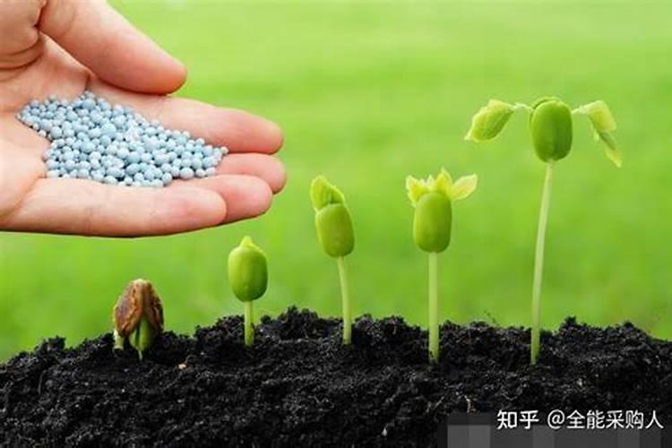 山茶花开花时能施肥吗