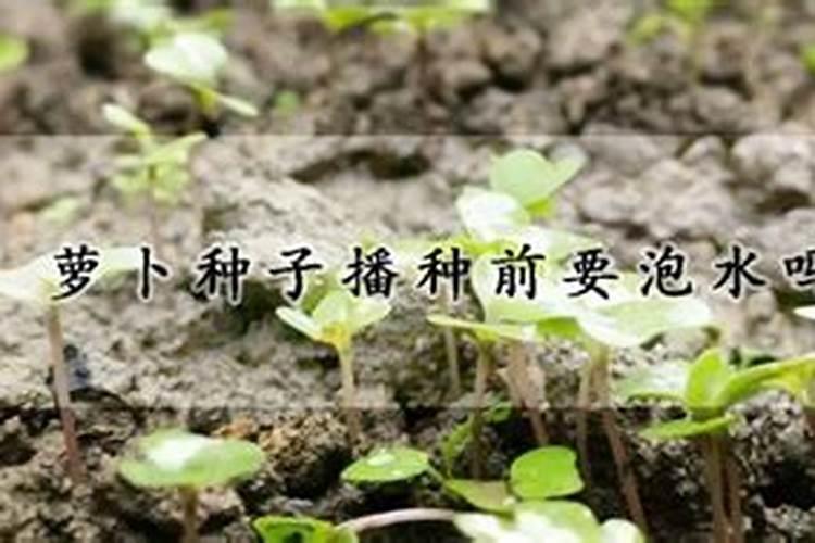 黄杨树盆栽怎样种植？