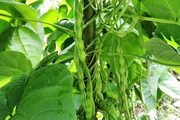 怎样种植豆子？