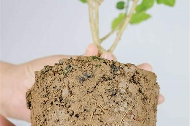 茉莉茶树养殖你知道茉莉茶树养殖有多难吗？