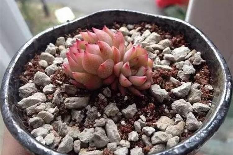 怎样给多肉施肥