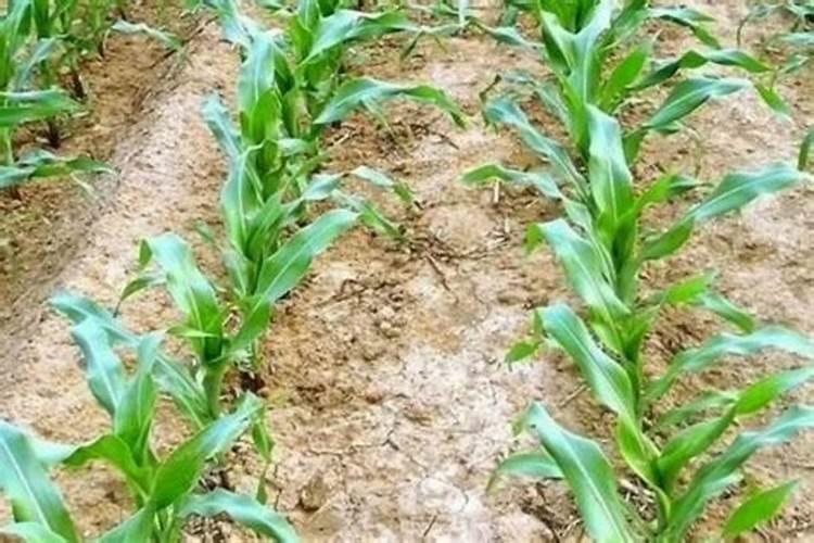 在种植玉米时有很多农民认为施底肥不宜过深否则肥不借劲,还有人认为过...