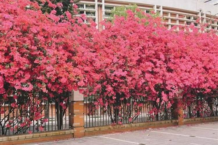 三角梅施肥的正确方法 三角梅要施什么肥才能开花