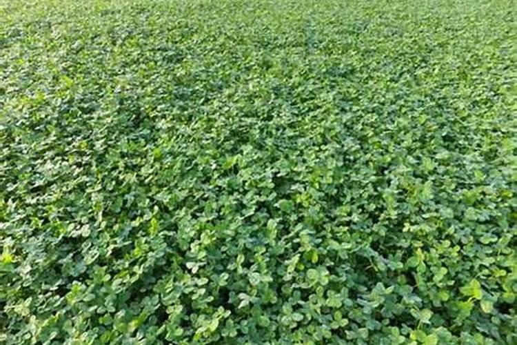 复合肥如何给植物使用