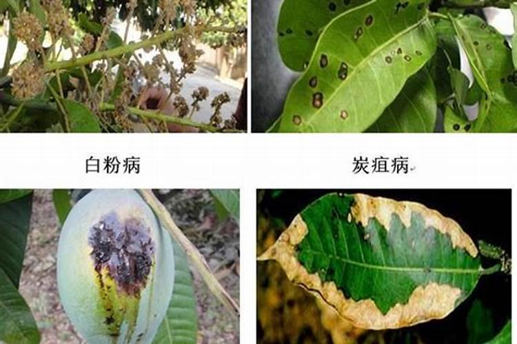 园林界的"四大恶少":白粉病、锈病、叶斑病、炭疽病该如何防治