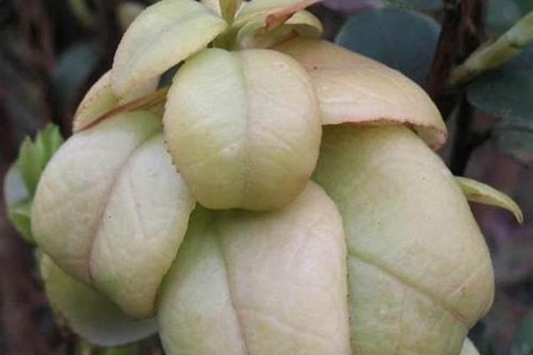 茶子树用什么肥料好？