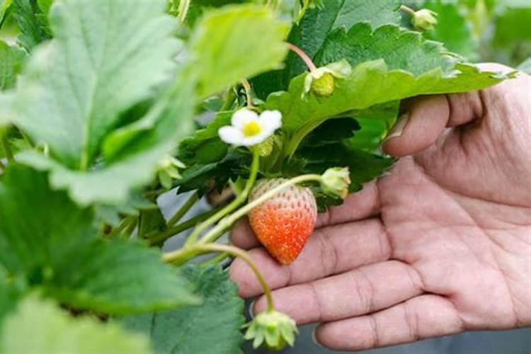 草莓分蘖多果子小是怎么回事？