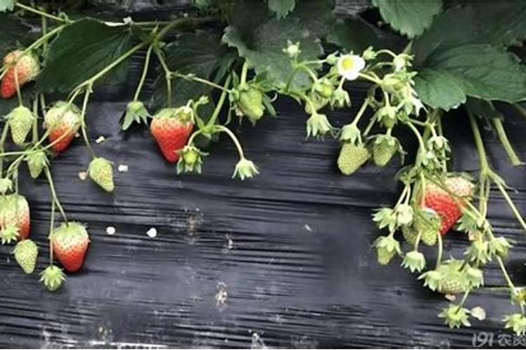 如何让草莓果子变大