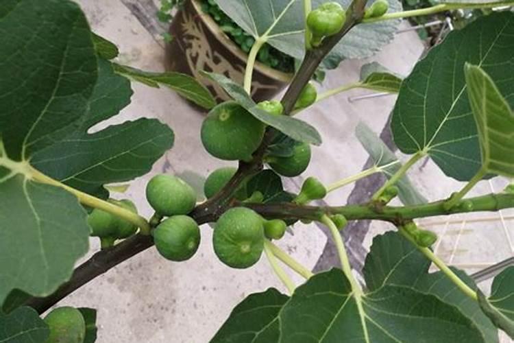 无花果树施什么肥合适