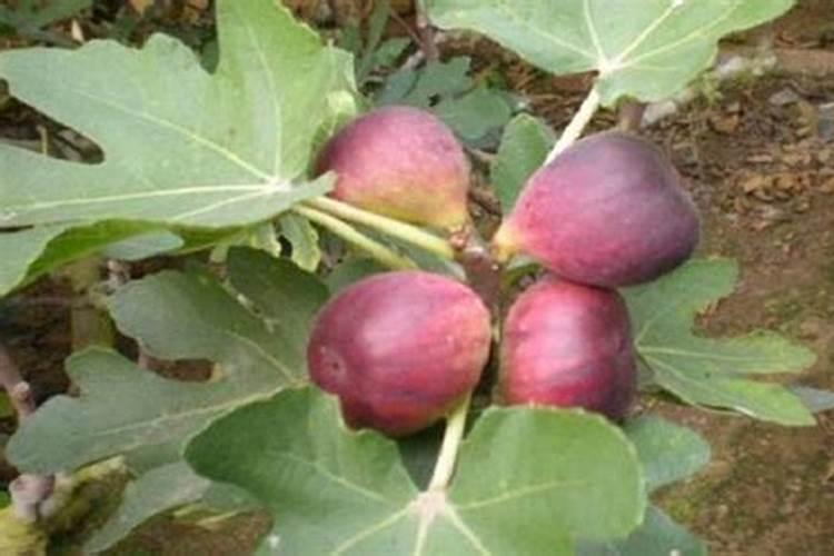 无花果如何施肥