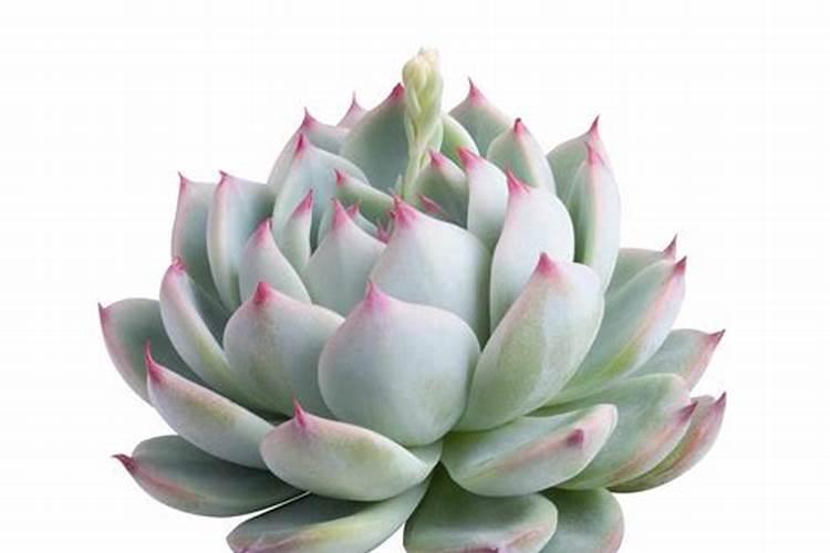 沙田柚开花期可以施碳铵肥吗？