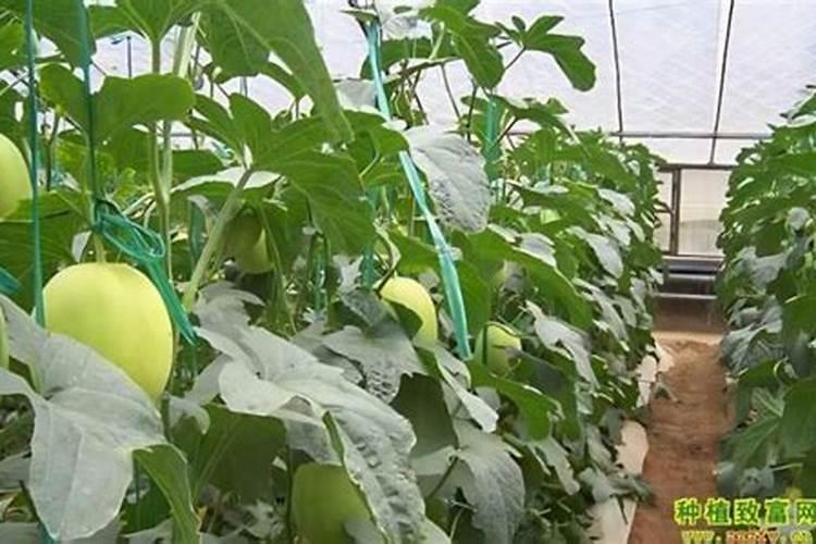 甜瓜定植后怎样施增甜肥效果好