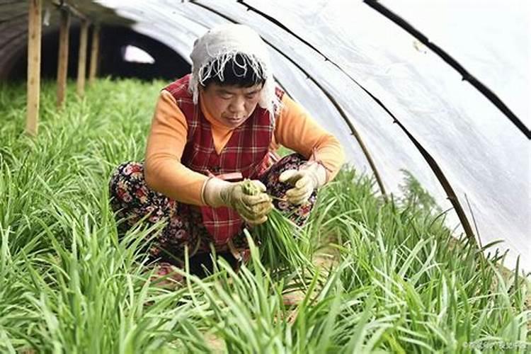 韭菜用什么肥料长得又肥又壮 肥料过多怎么办