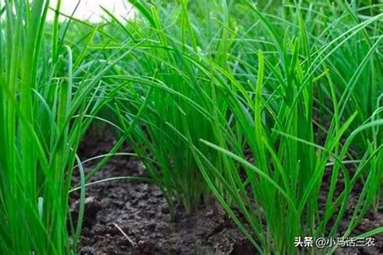 韭菜应该施什么肥